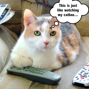 Cat with remote